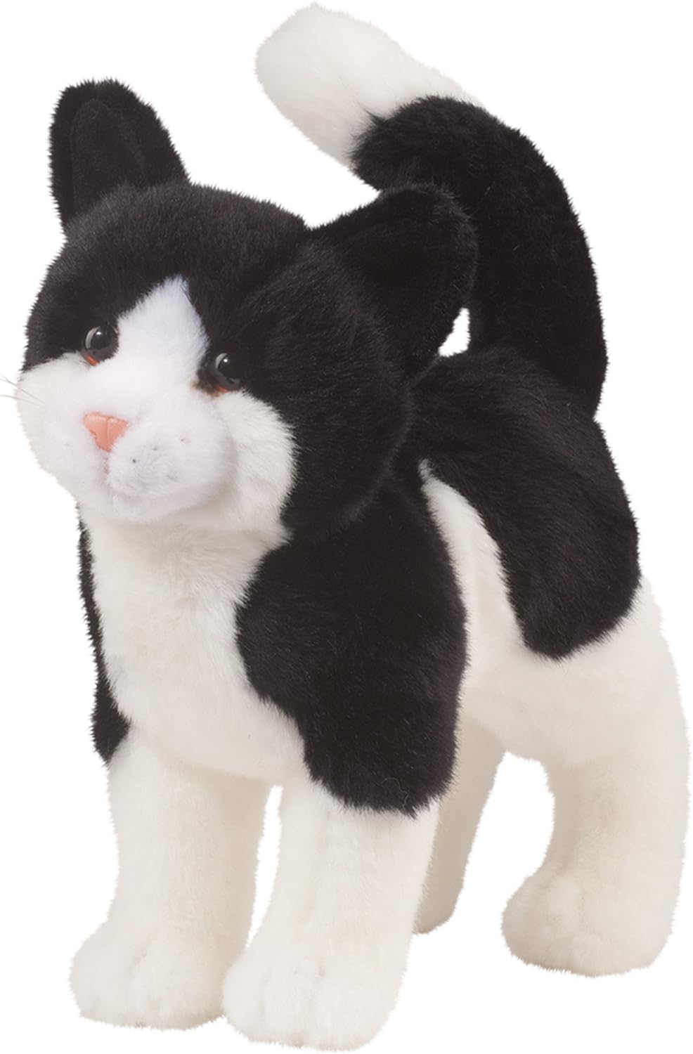 Black and White Cat - Scooter
