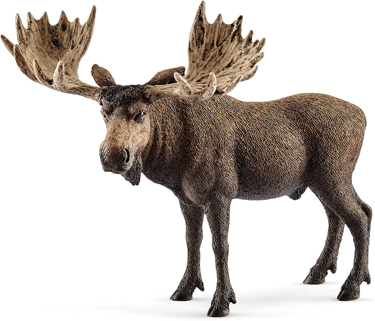 Moose Bull