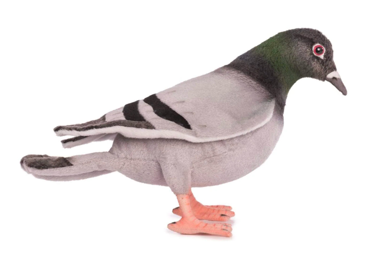 Pigeon 11”