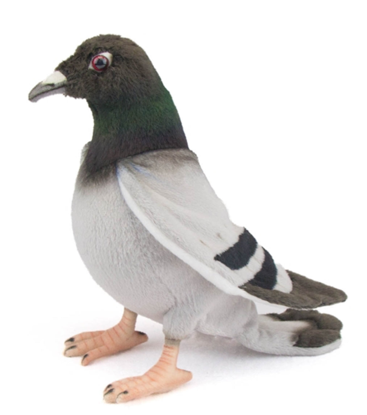 Pigeon 11”