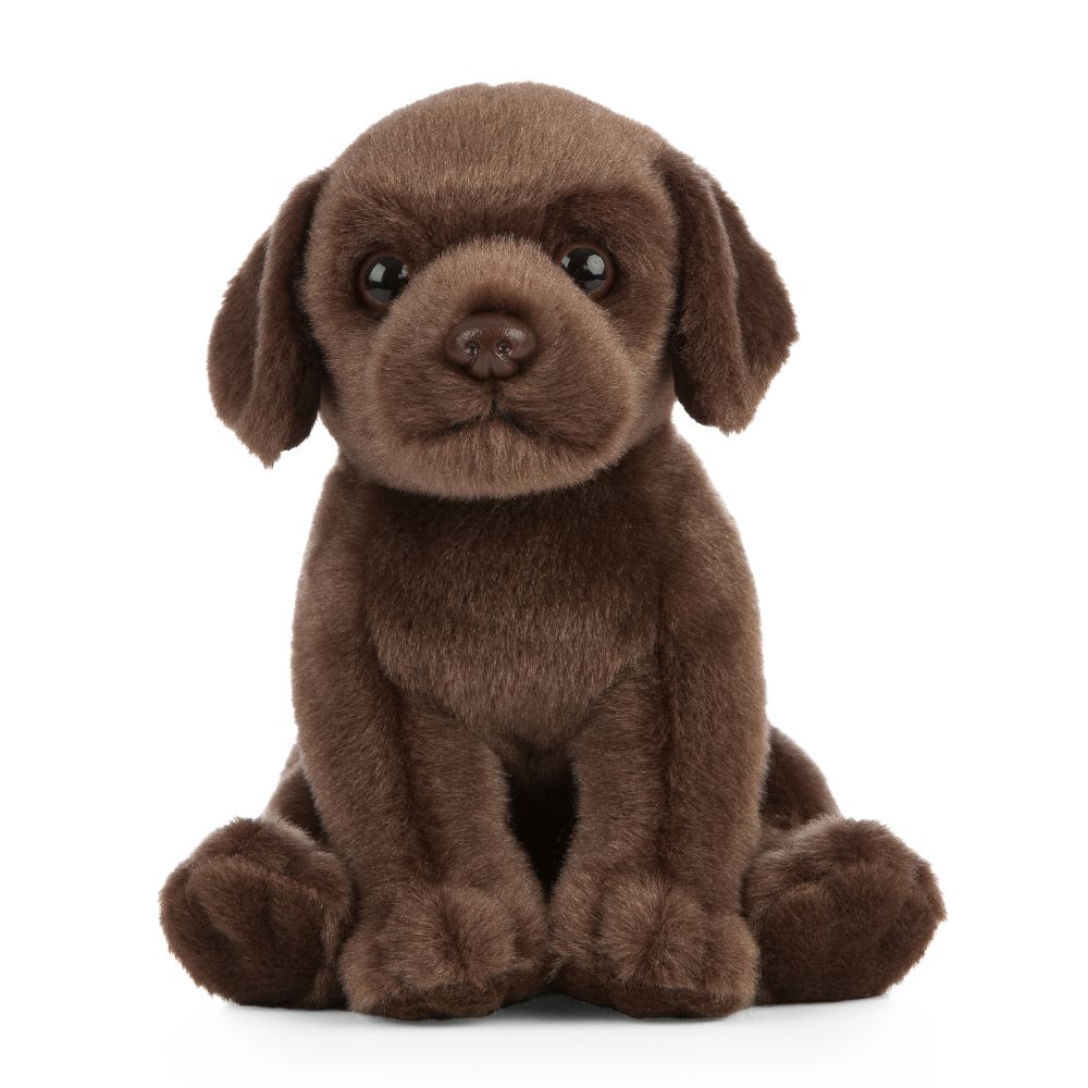 Chocolate Labrador Puppy