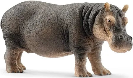 HIPPOPOTAMUS