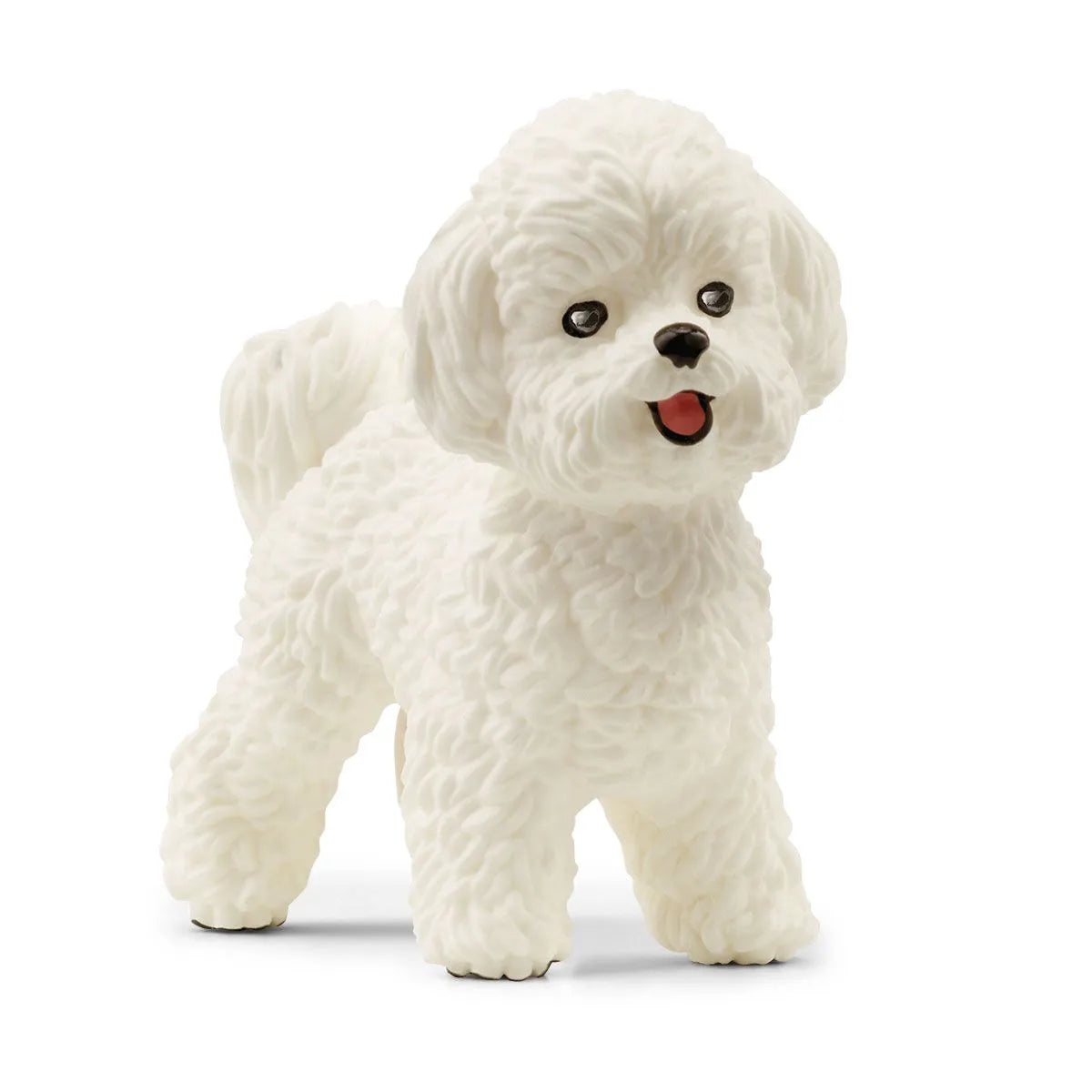 Bichon Frise Dog