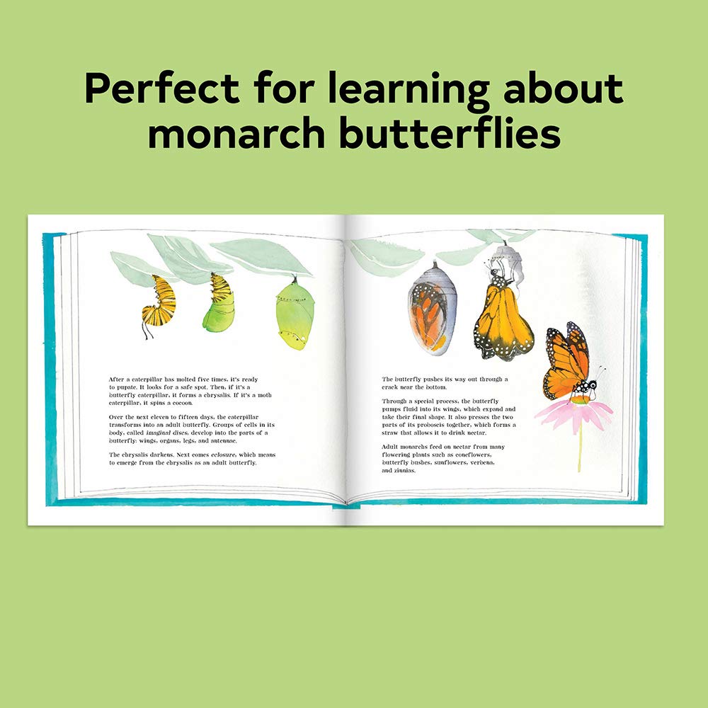 Butterflies Belong Here  Picture Book