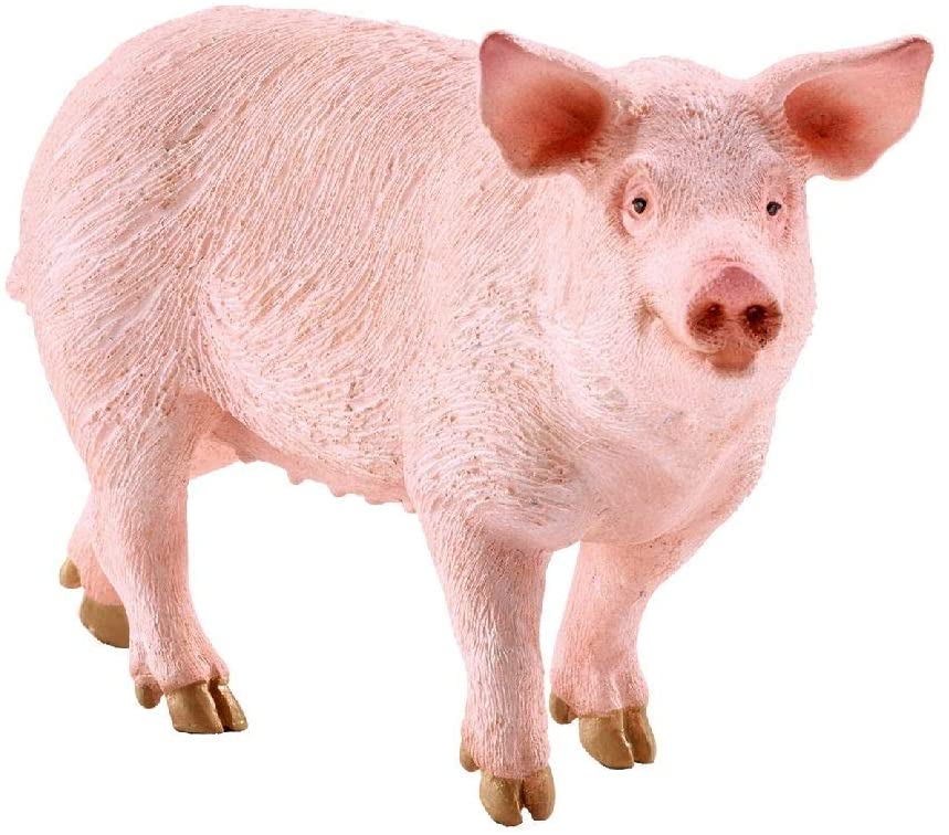 Pig Sow