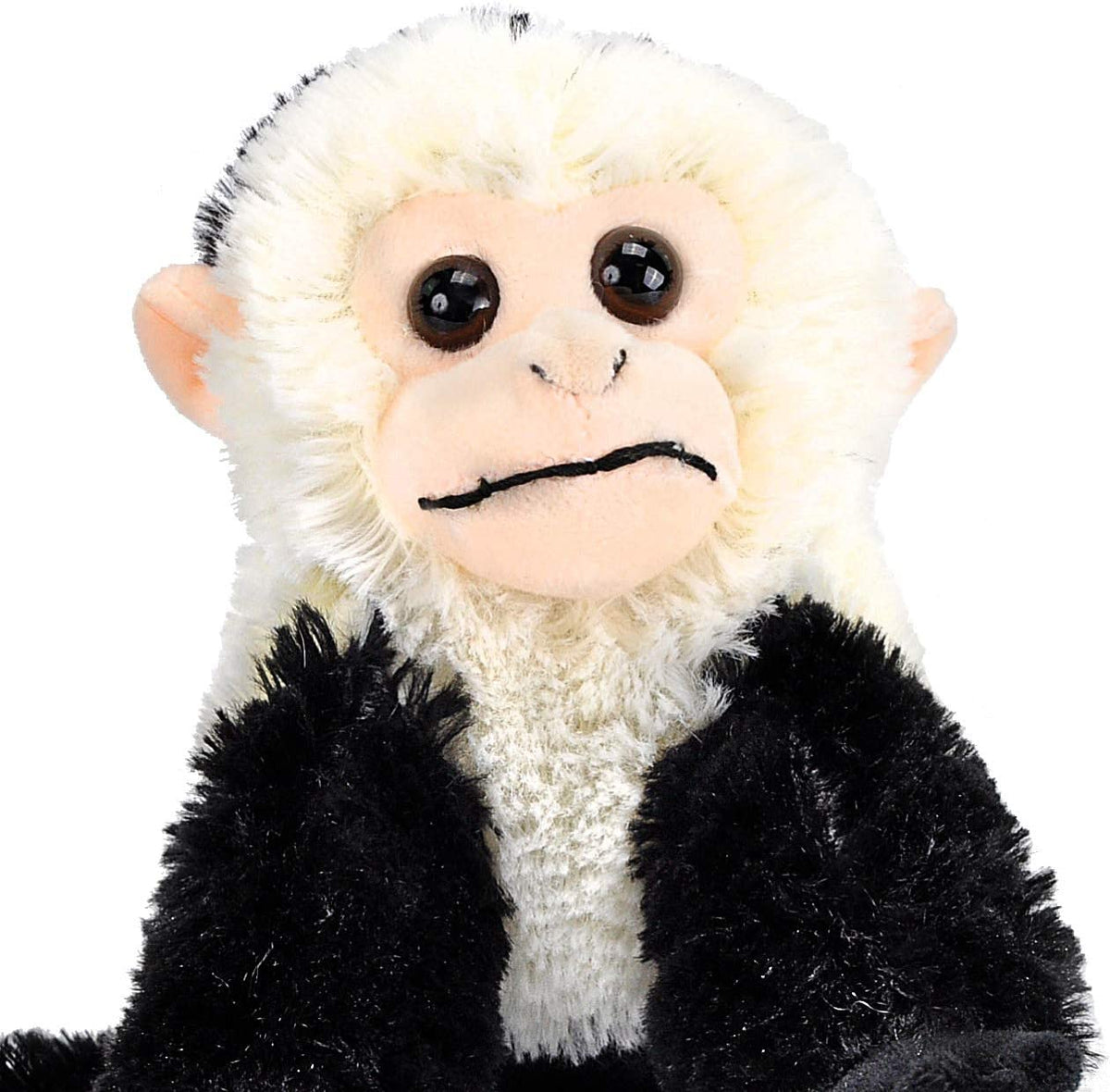 Cuddlekins - Mini Capuchin Monkey