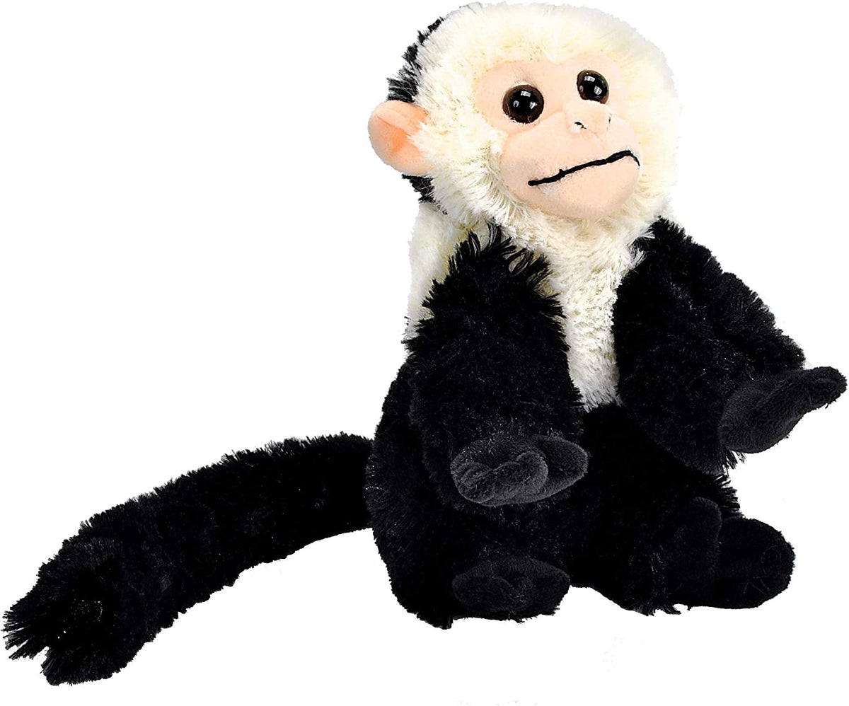 Cuddlekins - Mini Capuchin Monkey