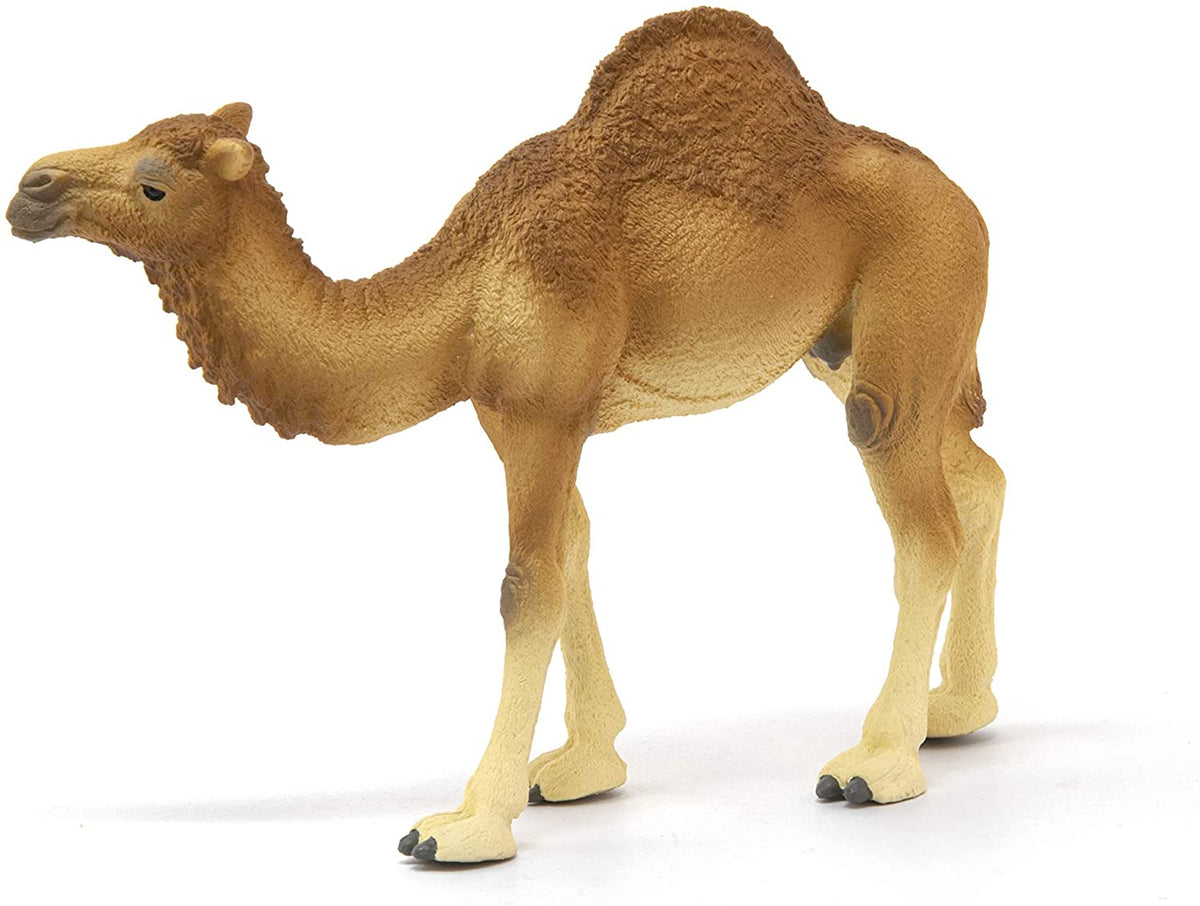 Dromedary