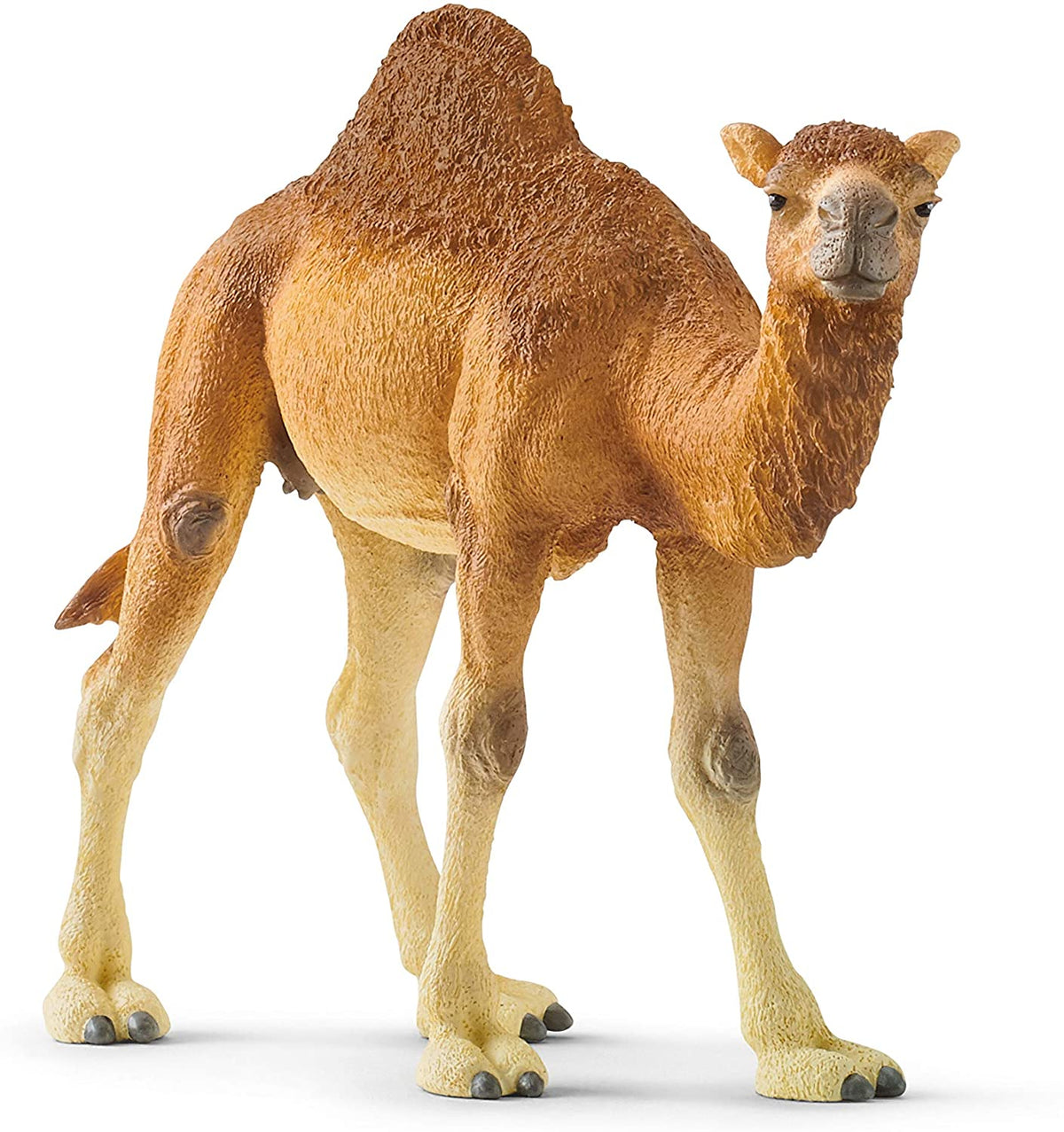 Dromedary