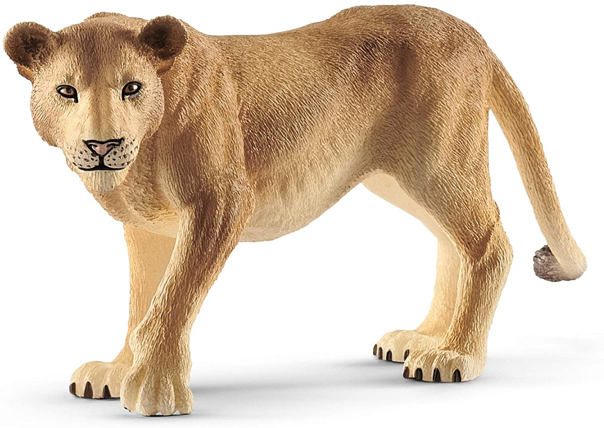 Lioness