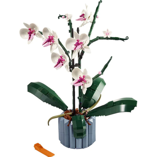 BOTANICAL COLLECTION 10311: Orchid