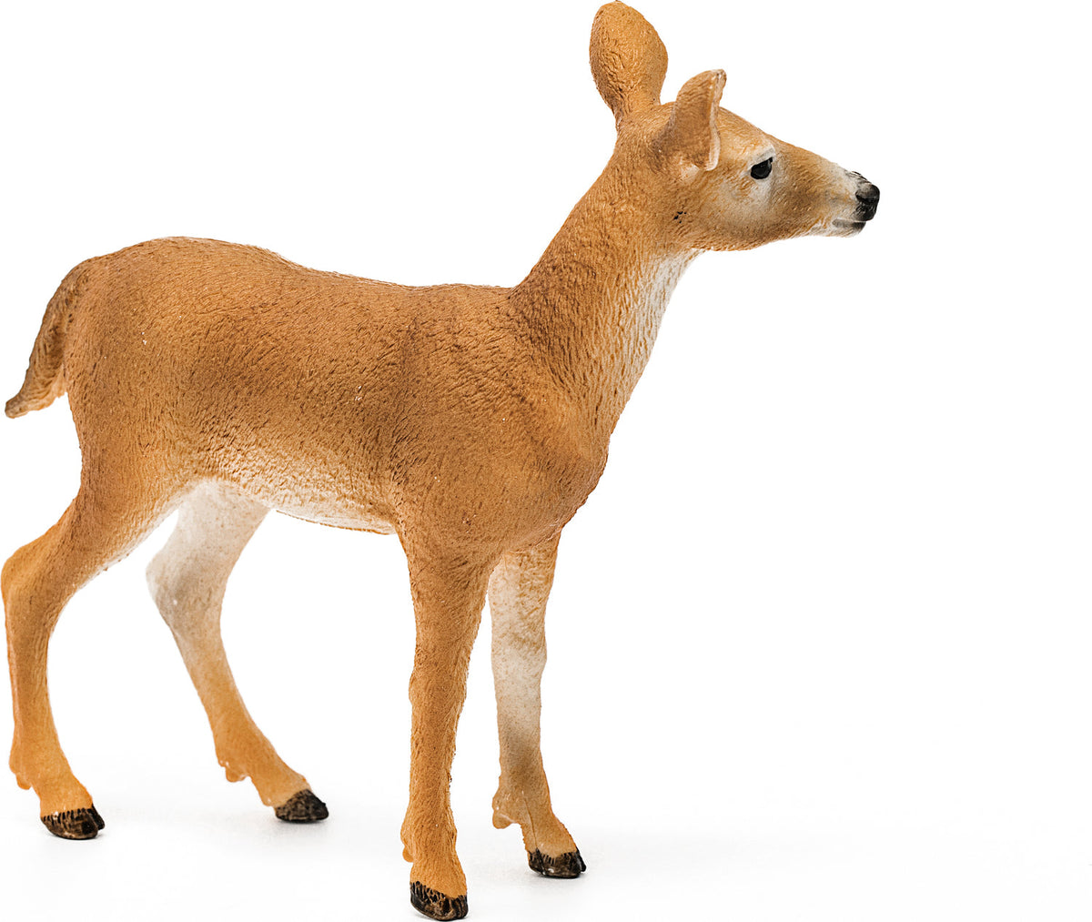 White-Tailed Doe