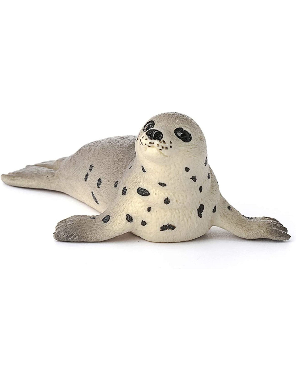 Seal Cub